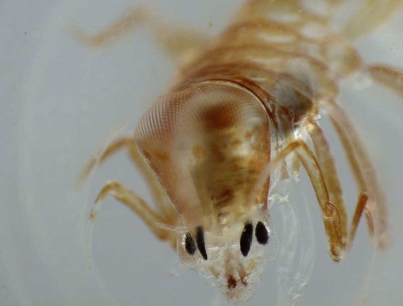 Рачок Phronima