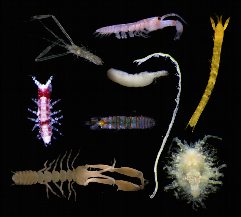 Liropus minusculus