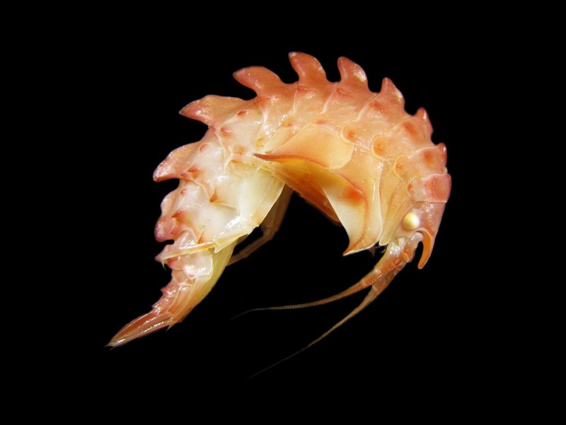 Amphipoda Deep Sea photo