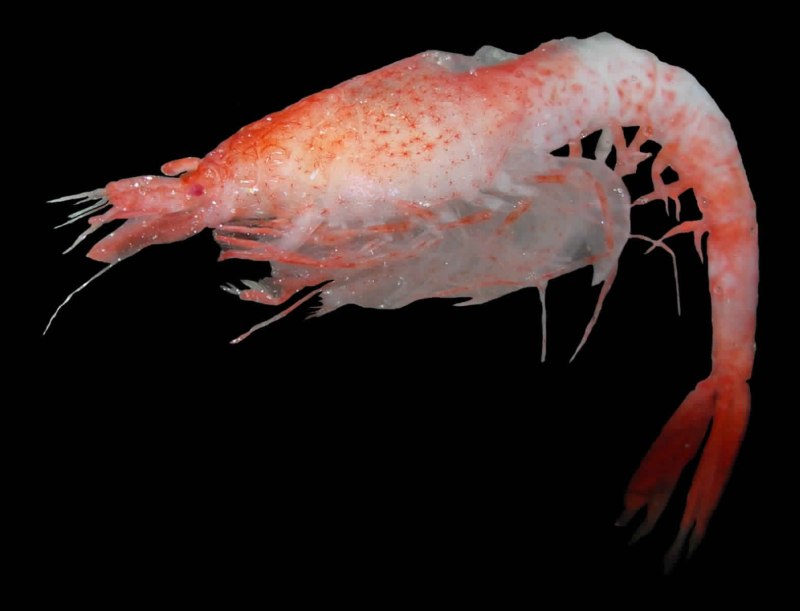 Lophogastrida