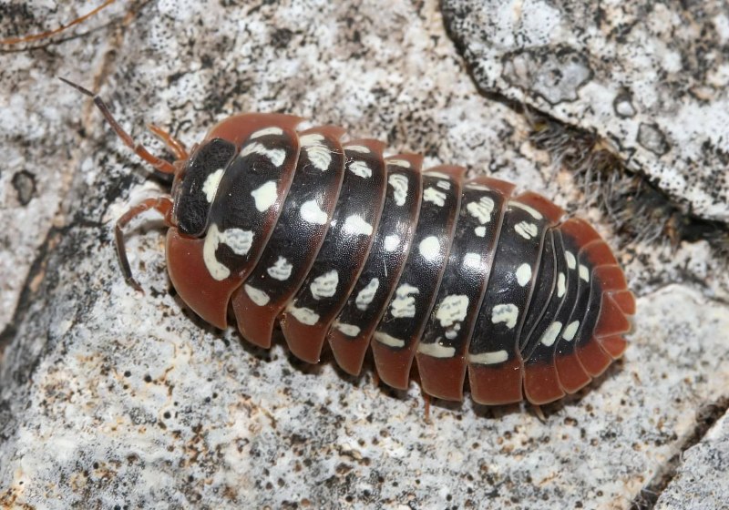 Armadillidium klugii Montenegro