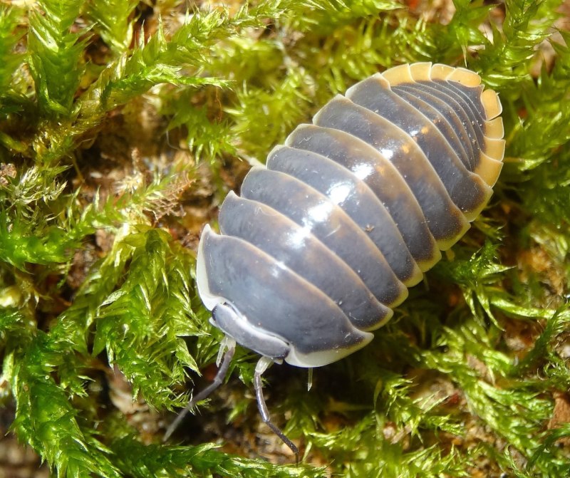 Pill Bug
