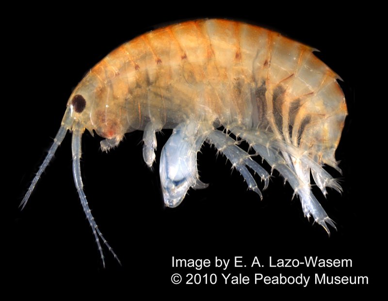 Мексиканский гаммарус (Hyalella Azteca)