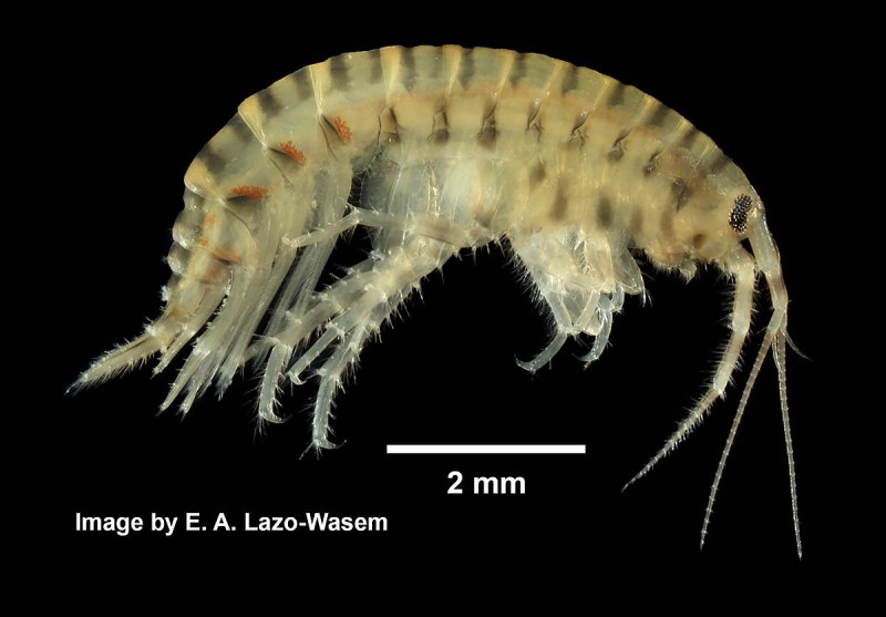 Байкальский бокоплав gmelinoides fasciatus