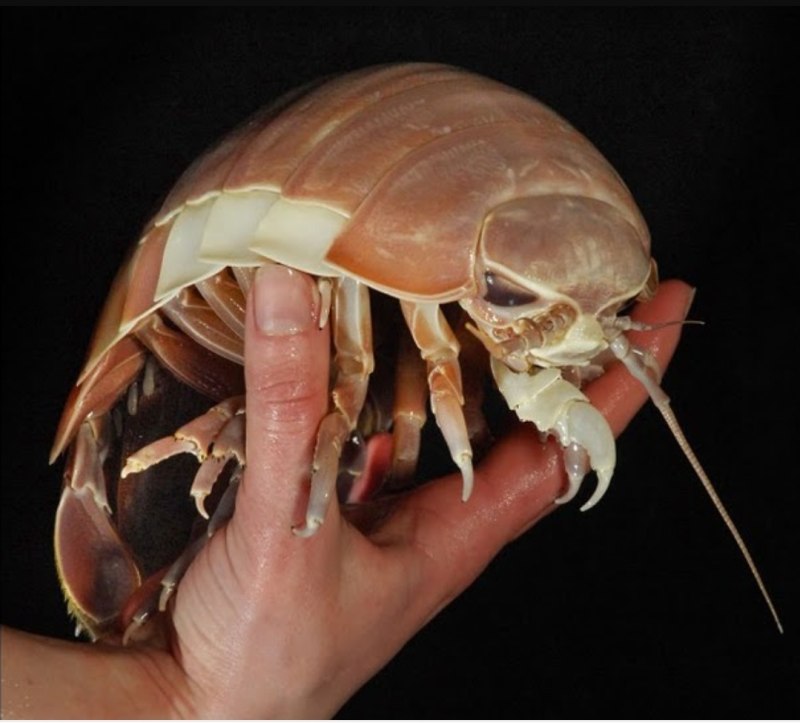 Гигантский морской изопод