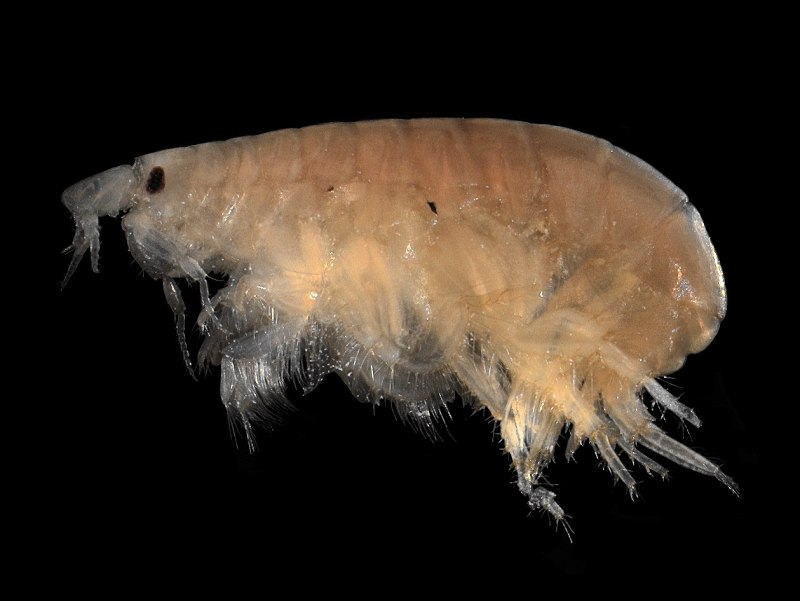 Supergiant amphipod