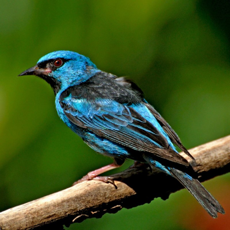Braz Blue