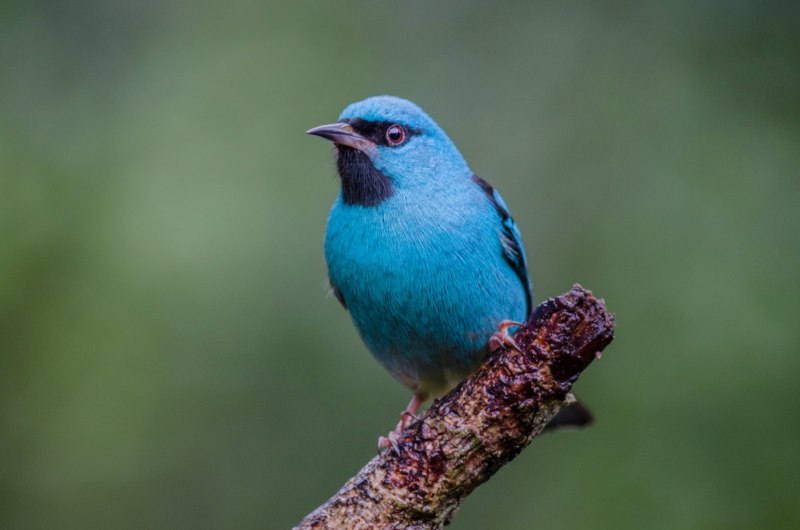 Azure animals
