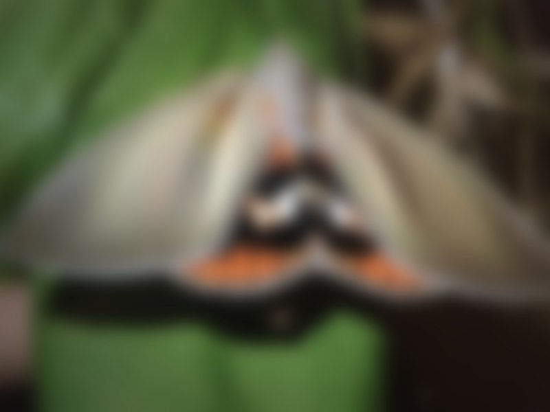 Paysandisia Archon