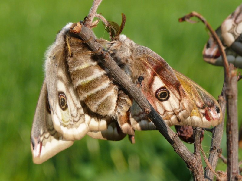 Павлиноглазка малая Saturnia Pavonia