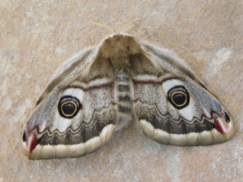 Павлиний глаз ночной малый (Eudia Pavonia Linnaeus, 1761)