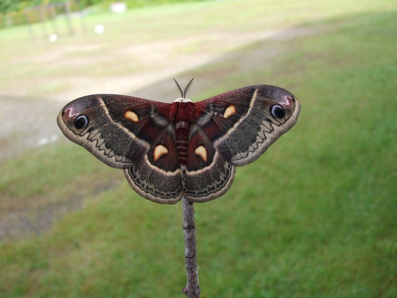 Ludia orinoptena