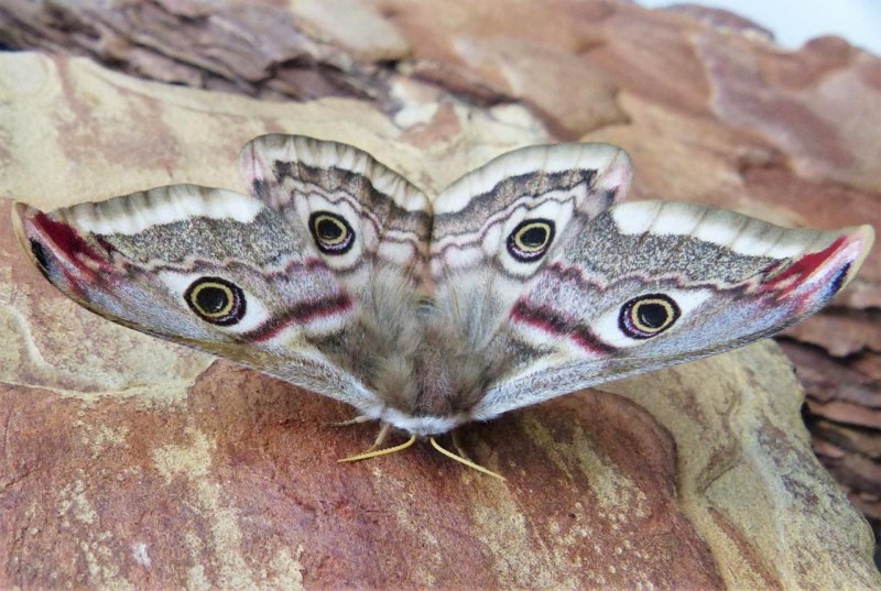 Павлиноглазка малая Saturnia Pavonia
