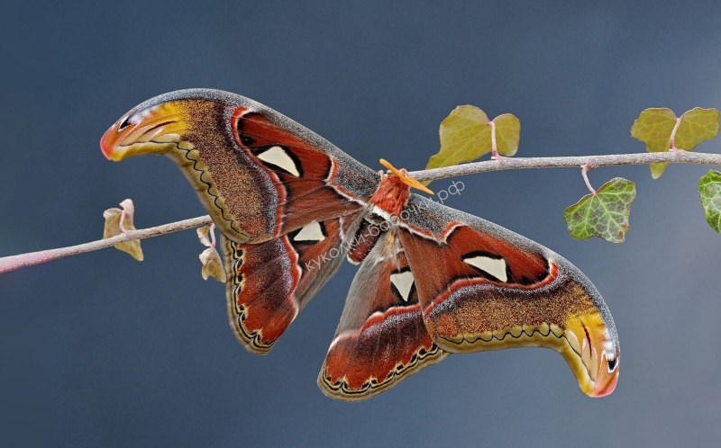 Attacus Atlas бабочка