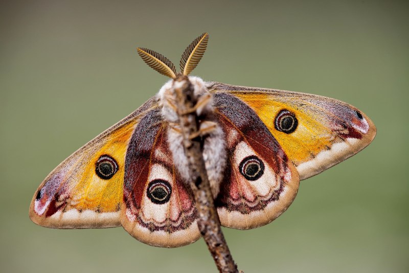 Бабочка Saturnia Pavonia