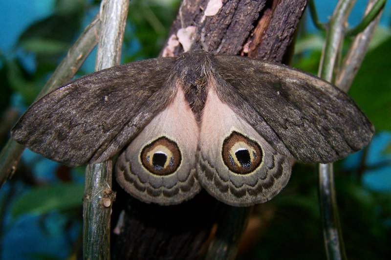 Гусеница мотылька Saturniidae