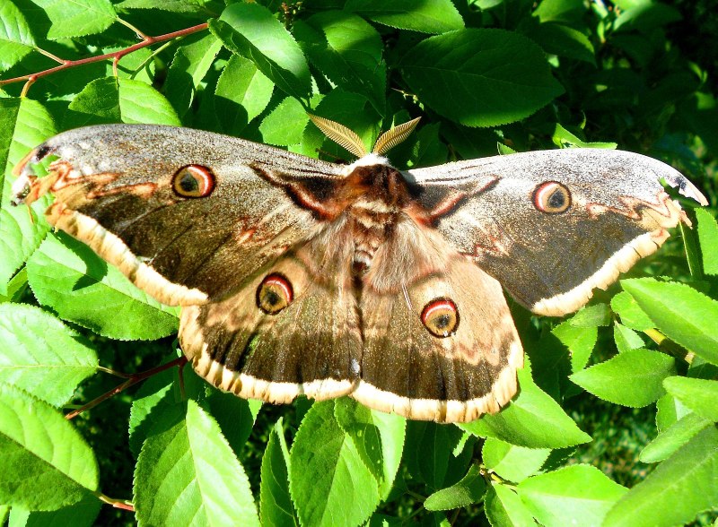 Павлиноглазка Грушевая (Saturnia pyri) гусеница
