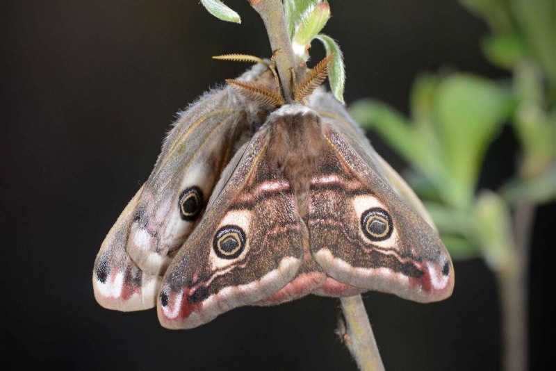 Saturnia Pavonia