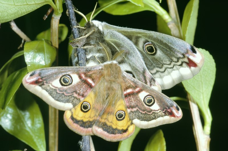 Saturnia Pavonia