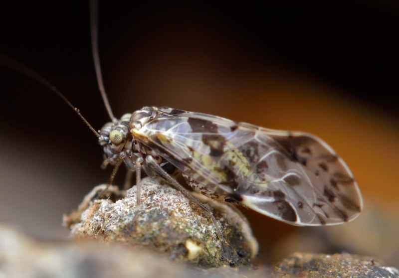 Thyrsophorus Metallicus
