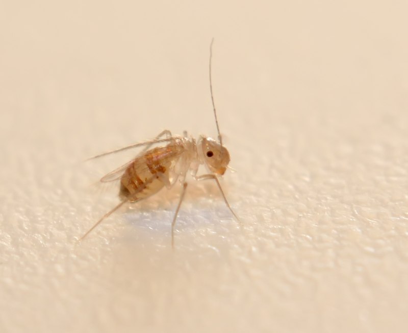 Сеноед Dorypteryx domestica