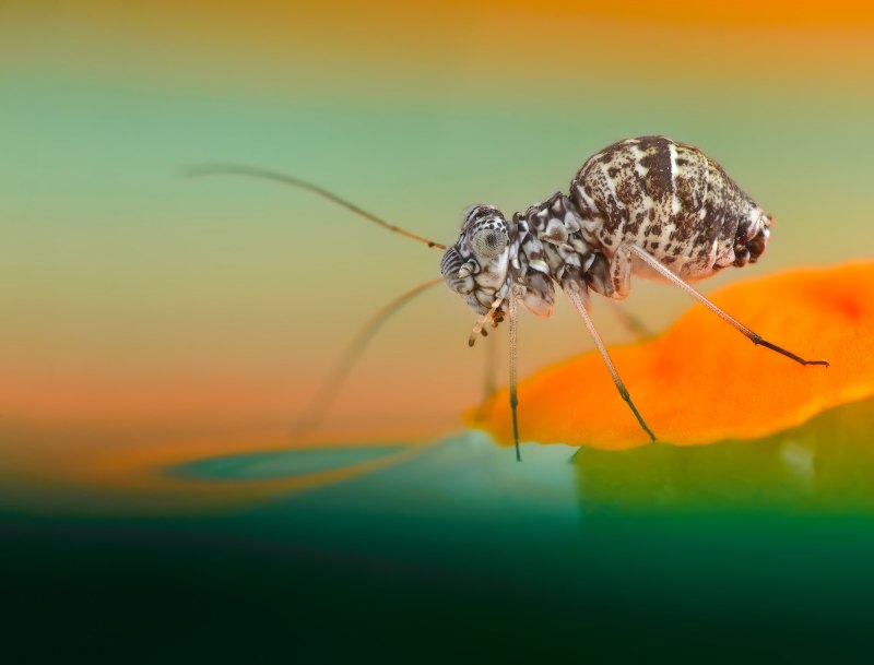 Сеноеды, отряд Psocoptera.