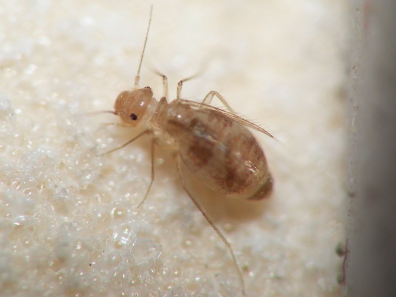 Сеноед Dorypteryx domestica