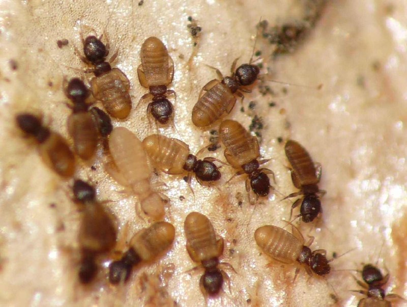 Liposcelis divinatorius