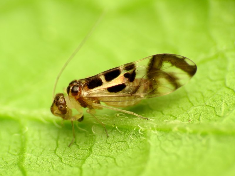 Сеноеды, отряд Psocoptera.