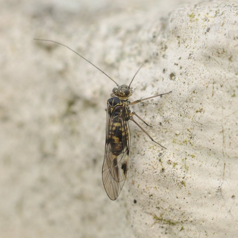 Сеноеды, отряд Psocoptera.