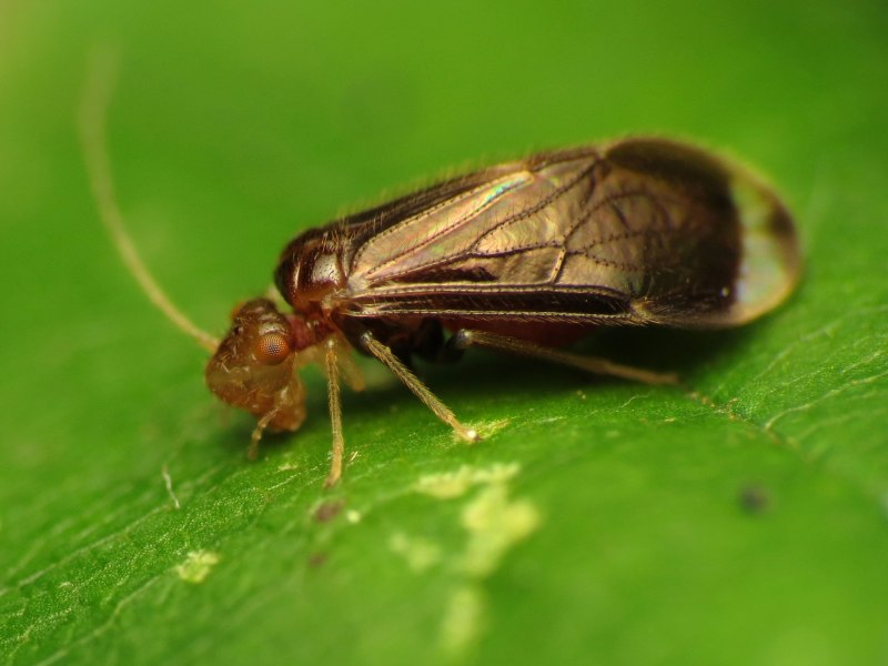 Сеноеды (Copeognatha)