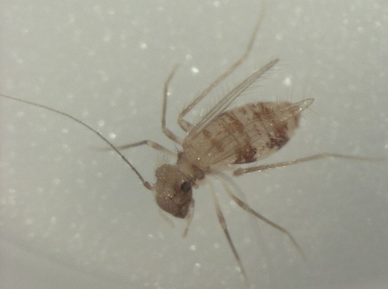 Сеноед Dorypteryx domestica
