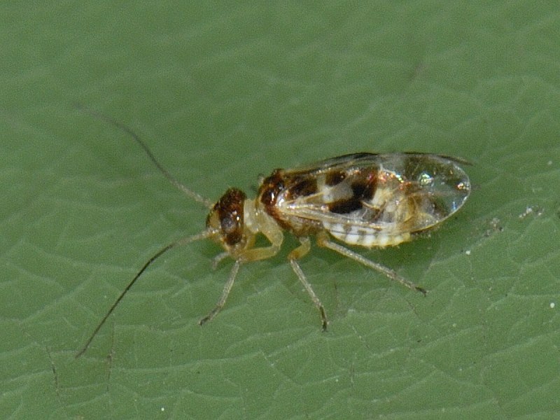 Сеноед Dorypteryx domestica