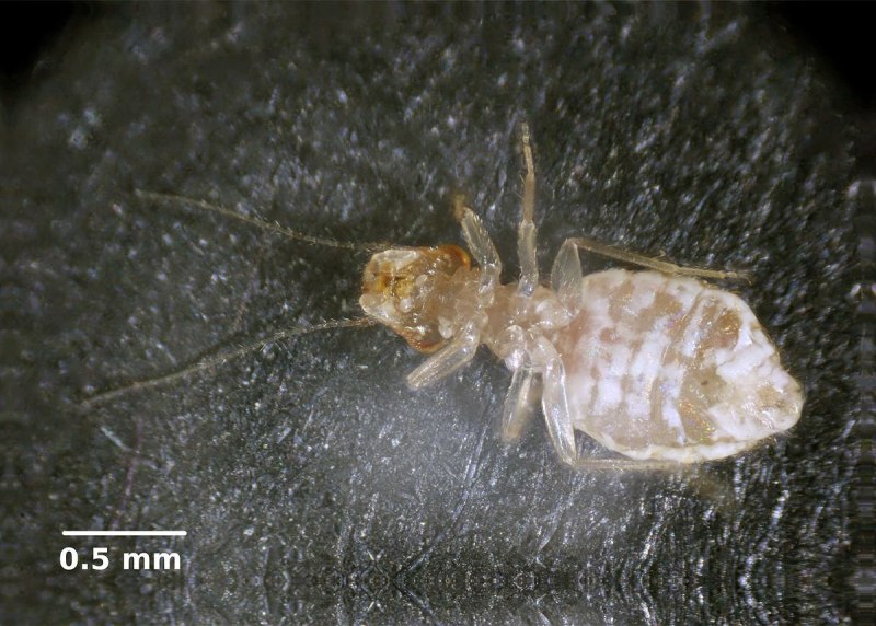 Сеноед,Trogium pulsatorium