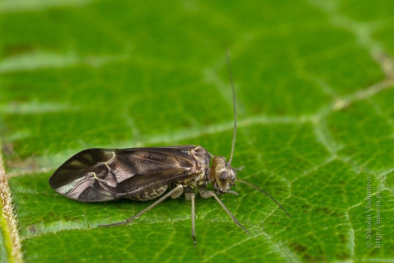 Insecta zigotasining maydalanishi