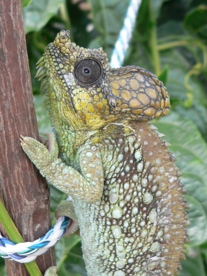 Trioceros hoehnelii
