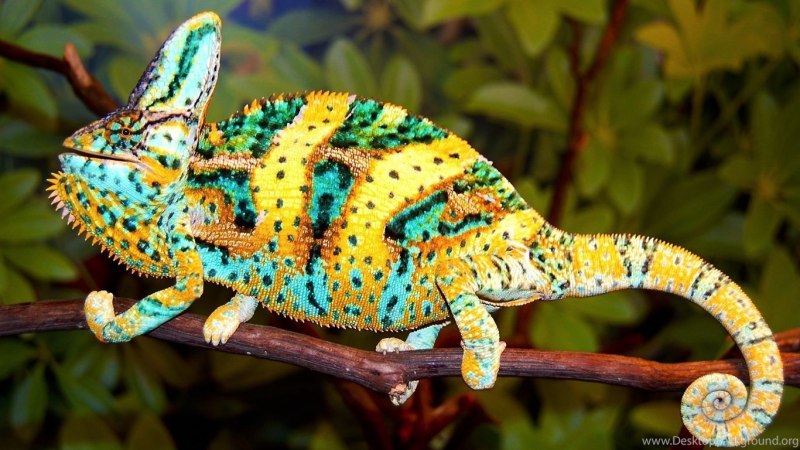 Chamaeleo calyptratus