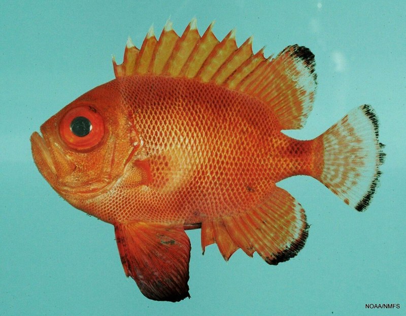 Семейство Priacanthidae (большеглазые окуни)
