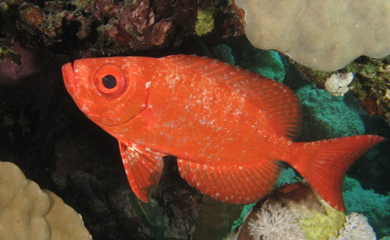 Priacanthus hamrur