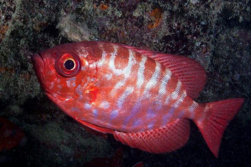 Priacanthus arenatus