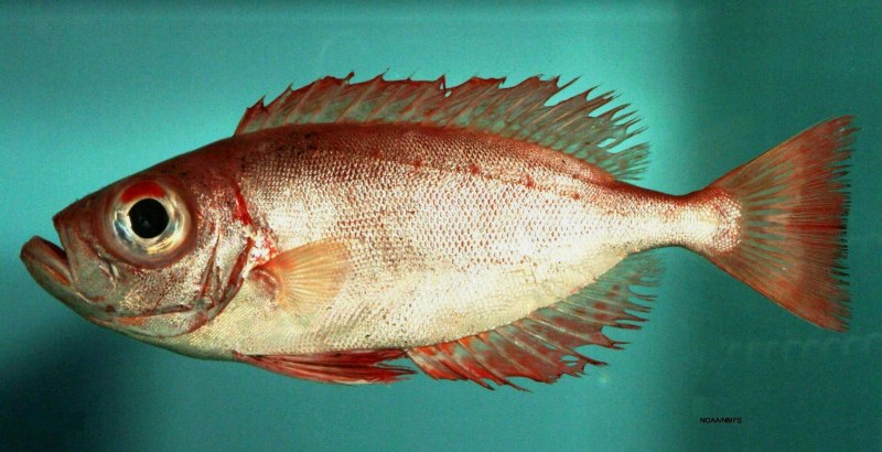 Priacanthus macracanthus
