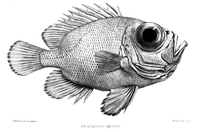 Priacanthus macracanthus