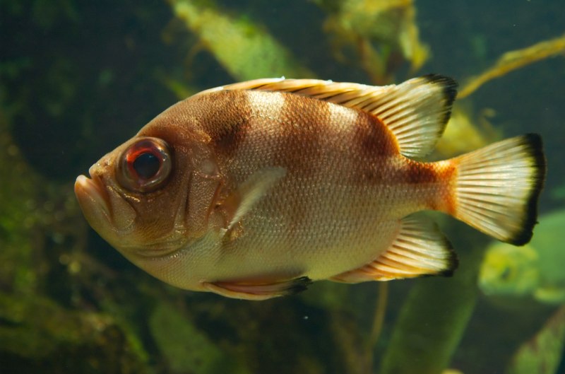 Pristigenys refulgens