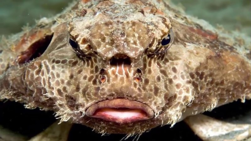 Страшные морские обитатели