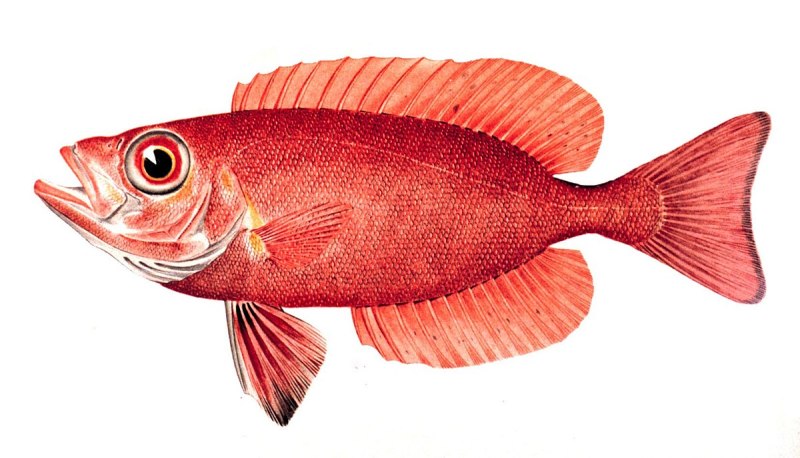 Priacanthus arenatus