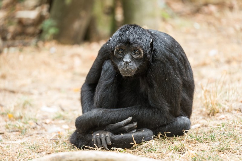 Ateles fusciceps
