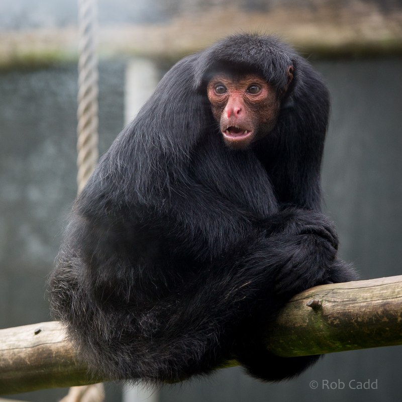 Ateles paniscus