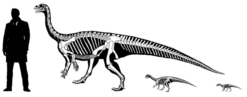 Mussaurus динозавр