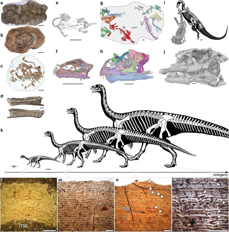Mussaurus patagonicus