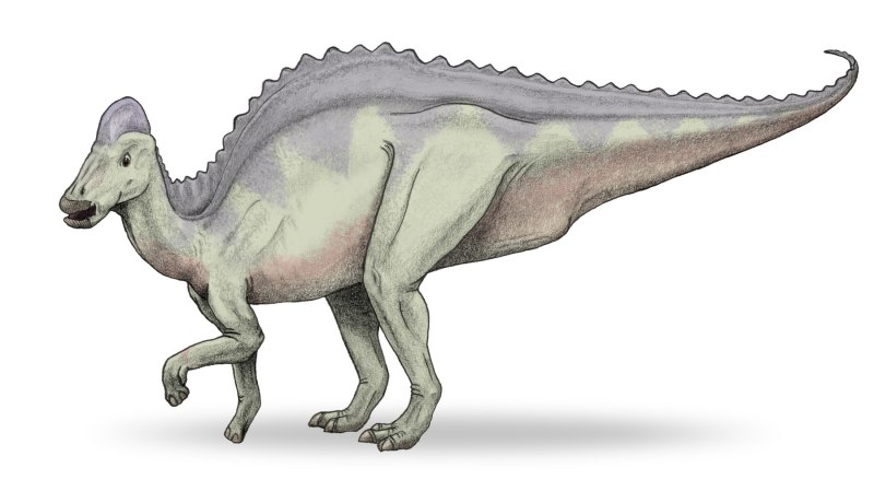 Hypacrosaurus stebingeri
